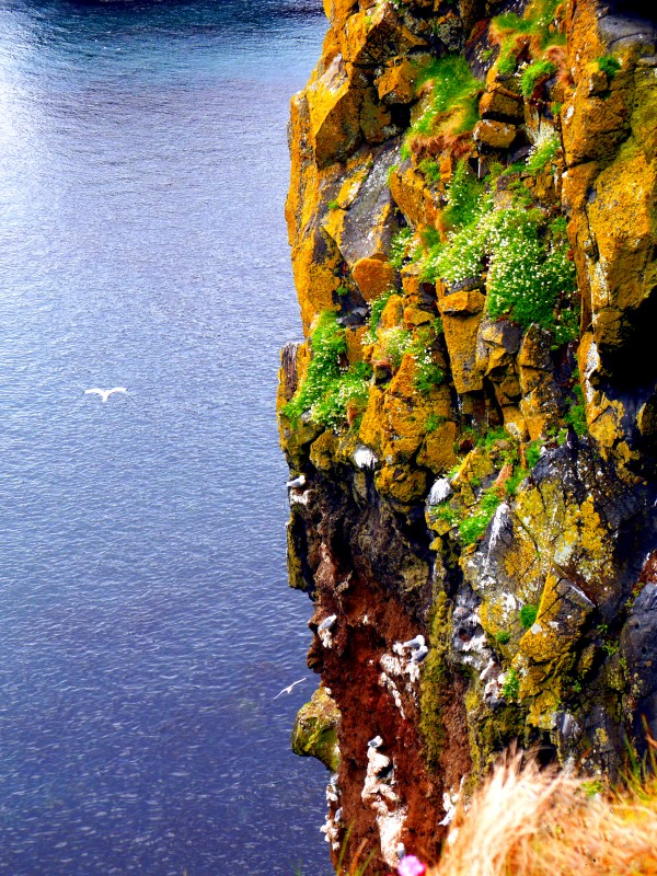 Ballintoy Cliff - Northern Ireland by Lexa Harpell